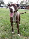 Peanut Butter the Happy Hound