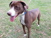 Peanut Butter the Happy Hound