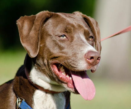 Peanut Butter the Happy Hound