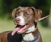 Peanut Butter the Happy Hound