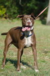 Peanut Butter the Happy Hound