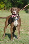 Peanut Butter the Happy Hound