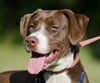 Peanut Butter the Happy Hound