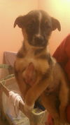 Stout the Puppy