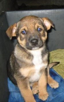 Belgian the Shipyard Shepherd Mix Puppy