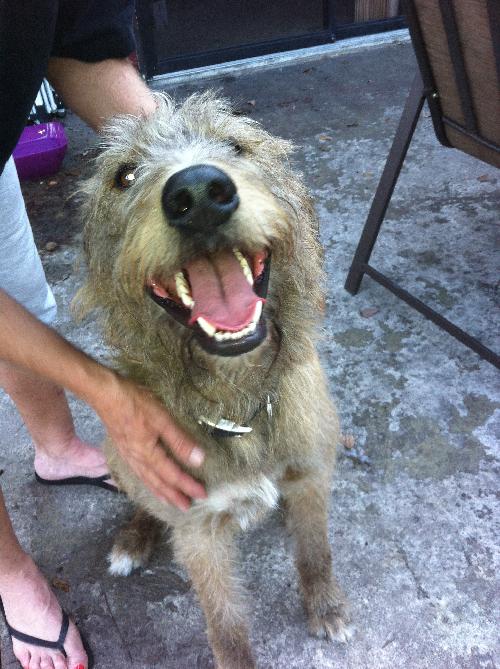 Rocky the Irsh Wolfhound Mix
