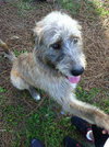 Rocky the Irsh Wolfhound Mix