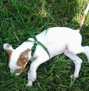 Midway the Sweet Puppy