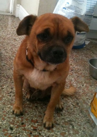 Hercules the Puggle