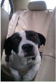 Shamus the Friendly Pointer/Beagle