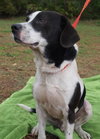 Shamus the Friendly Pointer/Beagle