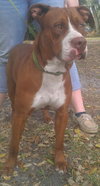 Capone the Red Terrier