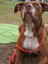 Capone the Red Terrier