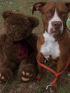 Capone the Red Terrier