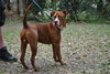 Capone the Red Terrier