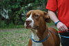 Capone the Red Terrier