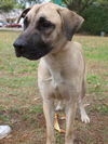 Jay the Mastiff Mix