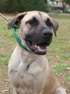 Jay the Mastiff Mix