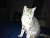 Misty the Silver Kitten