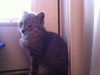 Misty the Silver Kitten