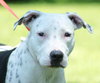 Molly (Suki) the Dalmatian Terrier~Video