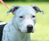 Molly (Suki) the Dalmatian Terrier~Video