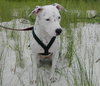 Molly (Suki) the Dalmatian Terrier~Video