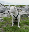 Molly (Suki) the Dalmatian Terrier~Video