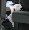 Molly (Suki) the Dalmatian Terrier~Video