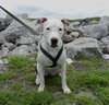 Molly (Suki) the Dalmatian Terrier~Video