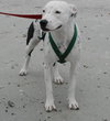 Molly (Suki) the Dalmatian Terrier~Video