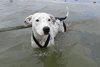 Molly (Suki) the Dalmatian Terrier~Video