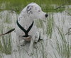 Molly (Suki) the Dalmatian Terrier~Video