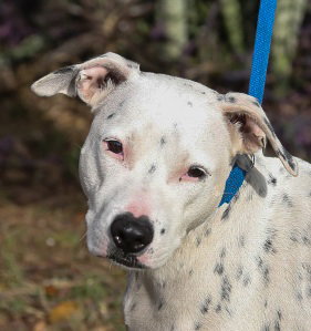 Molly (Suki) the Dalmatian Terrier~Video