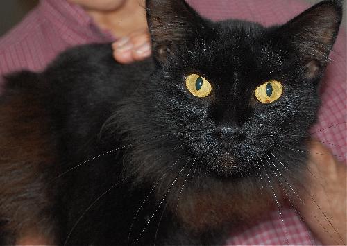 Jinell the Declawed Beauty