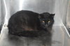 Jinell the Declawed Beauty