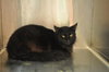 Jinell the Declawed Beauty