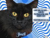 Jinell the Declawed Beauty