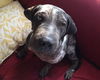 Valentino the Shar Pei