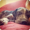 Valentino the Shar Pei