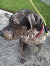 Valentino the Shar Pei