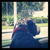 Valentino the Shar Pei