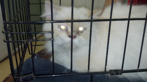 Henry the Persian