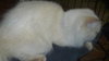 Henry the Persian