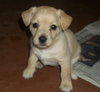 Tiva the Maltese Puppy