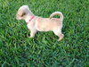 Tiva the Maltese Puppy