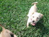 Tiva the Maltese Puppy