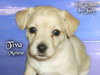 Tiva the Maltese Puppy