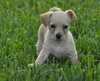 Tiva the Maltese Puppy