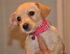 Tiva the Maltese Puppy